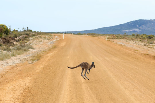 Baby kangaroo hopping over a dirt road. Western Australia.