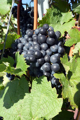 Domina Reeben im Weinberg vor der Ernte