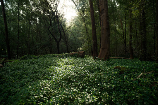 Forest Carpet