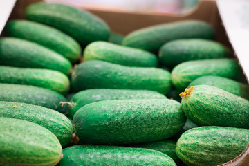 Cucumber background Cucumber harvest. many cucumbers. cucumbers from the field.
