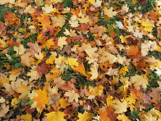 Фон из опавших осенних листьев