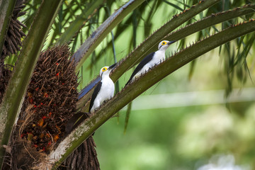 Pica-pau-branco (Melanerpes candidus) | White Woodpecker in forest area photographed in Linhares, Espírito Santo state - Brazil