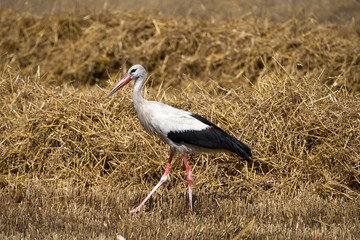 stork
