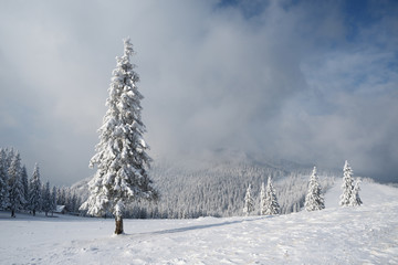 Christmas landscape with spruce in the mountains