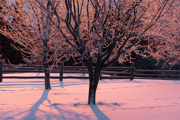 Hoarfrost on the trees