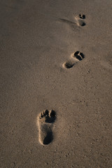Footprints in the sand near the sea