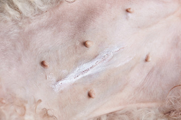 Obraz premium Pyometra dog surgery