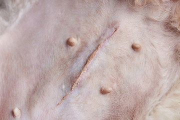 Close-up of surgery scar on dog