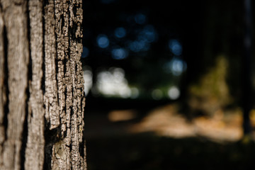 Baum mit Hintergrund