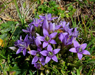 Genzianella dell'Engadina (Gentianella engadinensis)