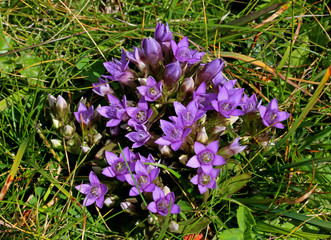 Genzianella dell'Engadina (Gentianella engadinensis)