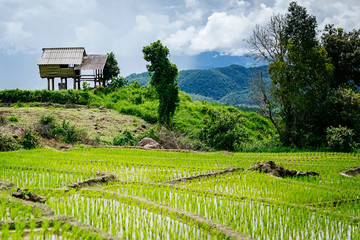 Fototapeta na wymiar Rice terrace and mountain with the rain storm at the background at Pa Bong Piang near Inthanon National Park and Mae Chaem, Chiangmai, Thailand..