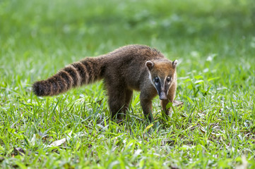 Quati-de-cauda-anelada (Nasua nasua) | South American coati, or ring-tailed coati - in forest area photographed in Linhares, Espírito Santo state - Brazil