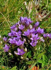Genzianella dell'Engadina (Gentianella engadinensis)