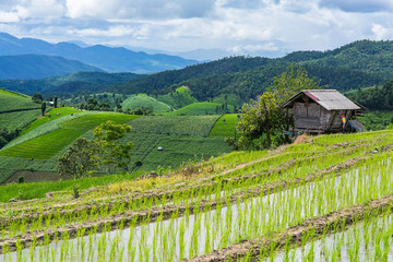 little hut and Rice terrace in a cloudy lighting surrounded by trees and mountains at Pa Bong Piang...