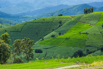 Fototapeta premium Rice terrace in a cloudy lighting surrounded by trees and mountains at Pa Bong Piang near Inthanon National Park and Mae Chaem, Chiangmai, Thailand...