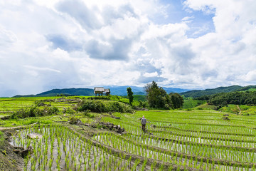 Fototapeta premium A farmer is walking back to his hut on his rice terrace with a rain on the background at Pa Bong Piang near Inthanon National Park and Mae Chaem, Chiangmai, Thailand..