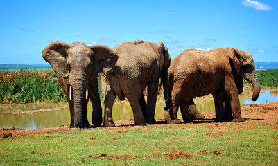 Three African  elephants at a watering hole..