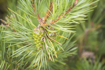 beautiful green bumps on a branch