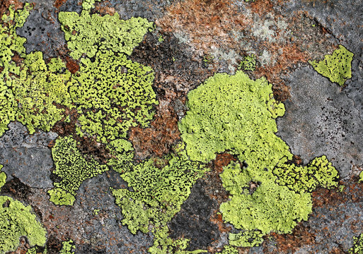 composizione astratta; licheni su porfido (in giallo Rhizocarpon geographicum)