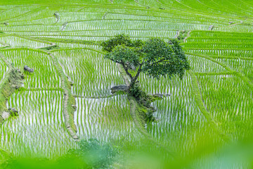 A tree that surrounded by rice terraces at Pa Bong Piang near Inthanon National Park and Mae Chaem, Chiangmai, Thailand..