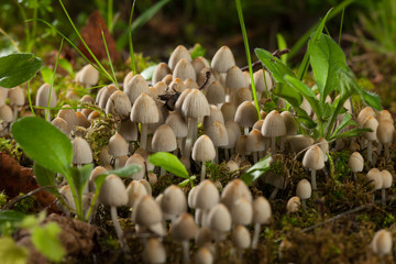 Fairy inkcap, trooping crumble cap, Coprinellus disseminatus mushrooms