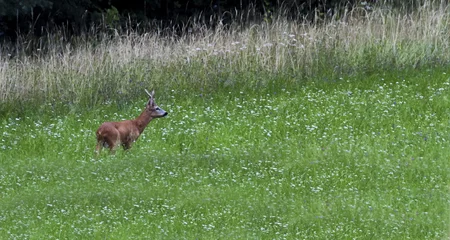 European roe deer, capreolus capreolus, Switzerland