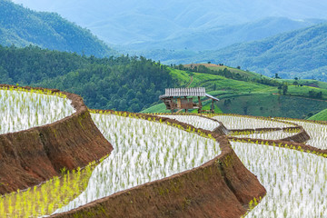 Naklejka premium little hut and Rice terrace in a cloudy lighting surrounded by trees and mountains.