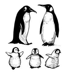 Penguins © aksol