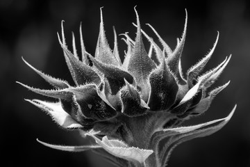 Closeup of a sunflower bud in greyscale