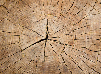 Wood surface as background, Cut wood tree trunk,  Wooden stump cut down tree with  as a wood texture.
