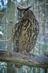 Great horned owl