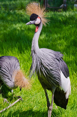 Crowned Crane
