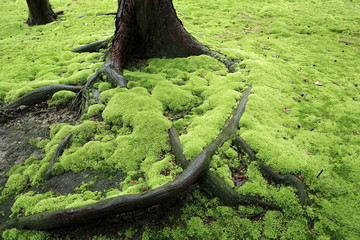 Exuberant moss in the Japanese garden