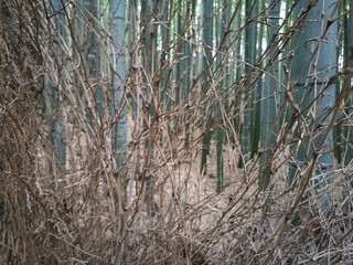 清らかな竹藪
