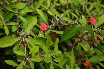 Tiny Details of Nature