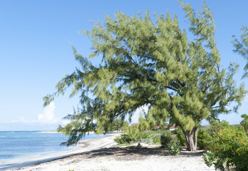 Grand Turk Beach Tree