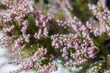 Calluna vulgaris - known as common heather, ling, or simply heather