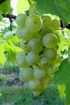 Weinreebe am Weinstock