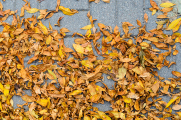 Yellow Fallen Autumn Leaves on the on the Sidewalk Paved with Gray Concrete Paving Stones Top View. Autumn Approach, Season Change Concept