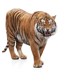 Foto auf Acrylglas Tiger Wütender Tiger