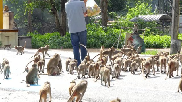 Man feeding mangoes to monkeys, Northern pig-tailed macaque (Macaca leonina).