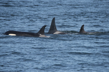 Orca Family III, Seymour Canal, Alaska,