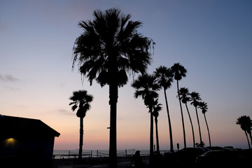 Palm trees at Sunset