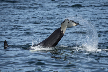 Lobtailing (tail splashing over and over) by Orca