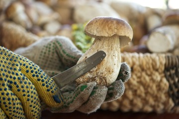 Penny Bun mushroom being cleaned my the mushroom picker. Hands in gloves, knife and the mushroom in front with wicker basket full of mushrooms on the side. 