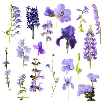 Set of different blue flowers isolated on white background. Blue, purple and violet flowers