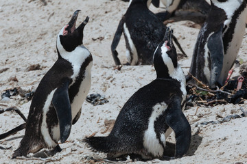 Fototapeta premium Boulders Penguin Colony, African Penguins in Boulders Beach, Cape Peninsula, South Africa