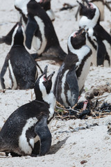 Boulders Penguin Colony, African Penguins in  Boulders Beach, Cape Peninsula, South Africa
