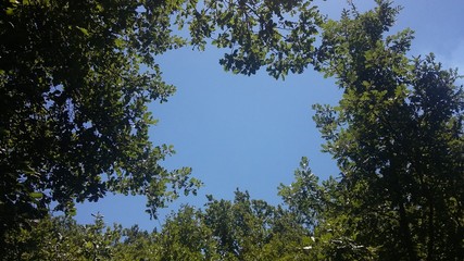 Alberi e cielo